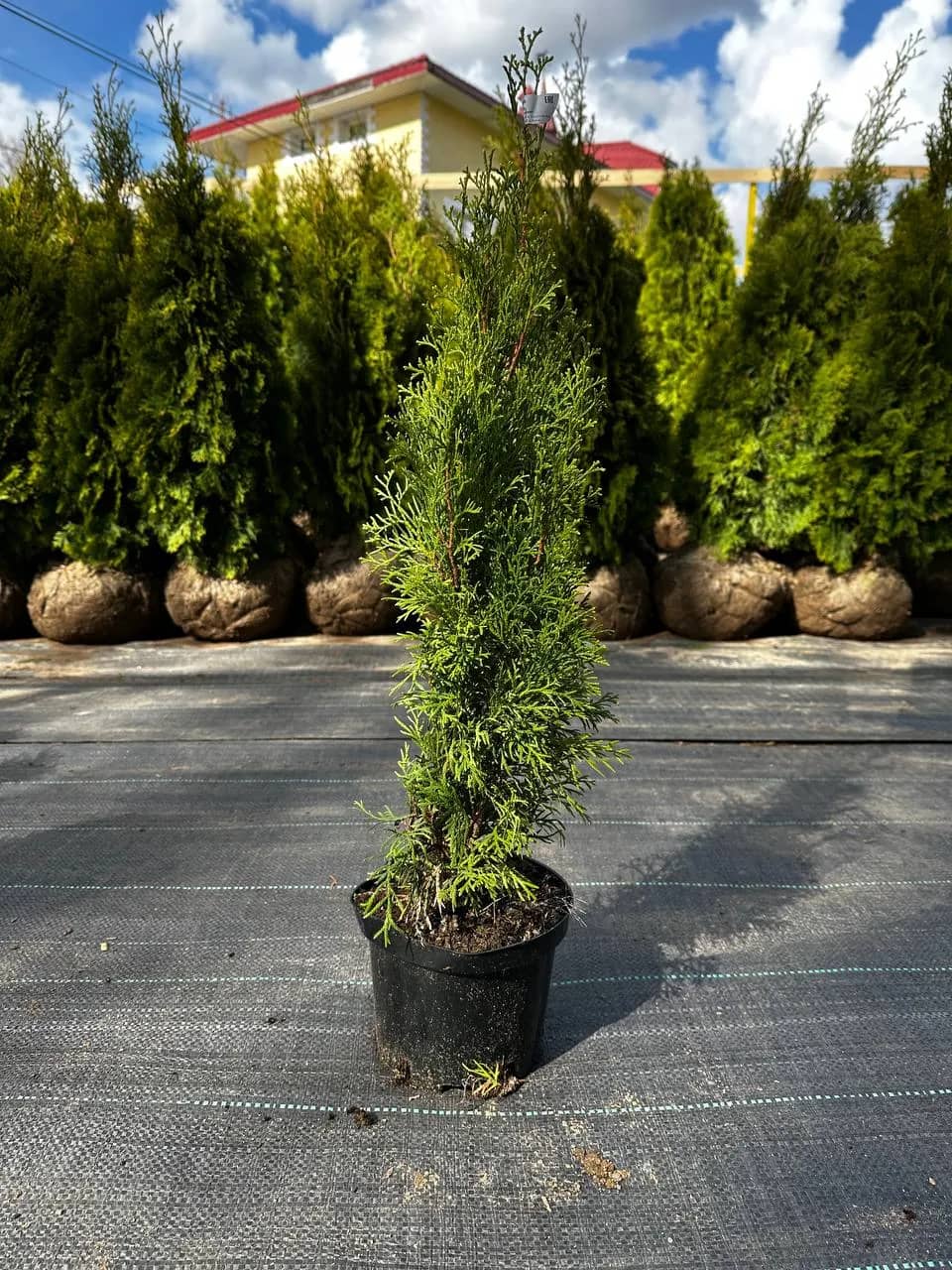Туя западная "Смарагд"