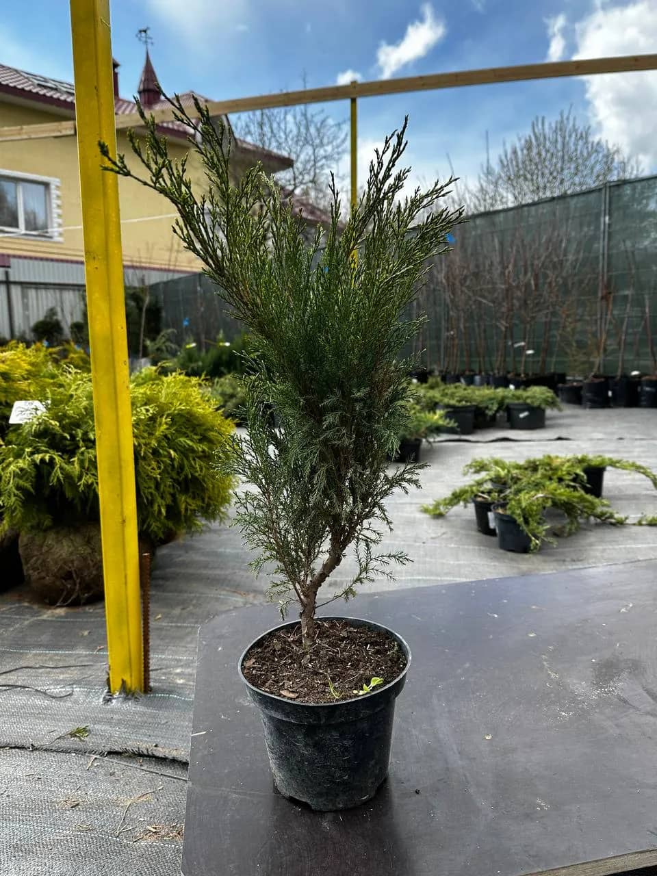 Можжевельник казацкий "Хикси"