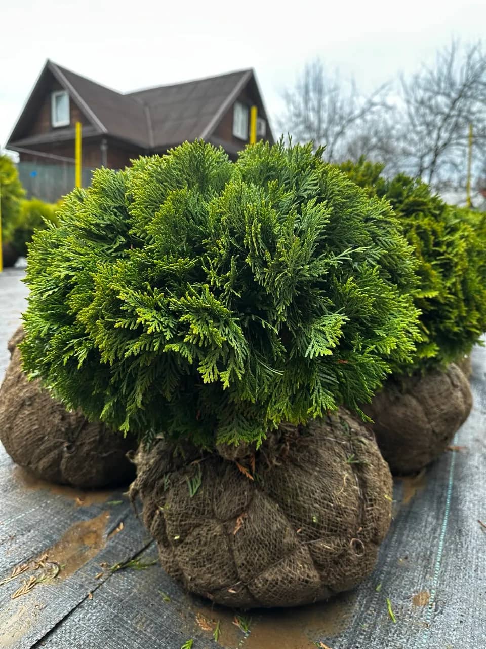 Туя западная  "Даника" 35-40