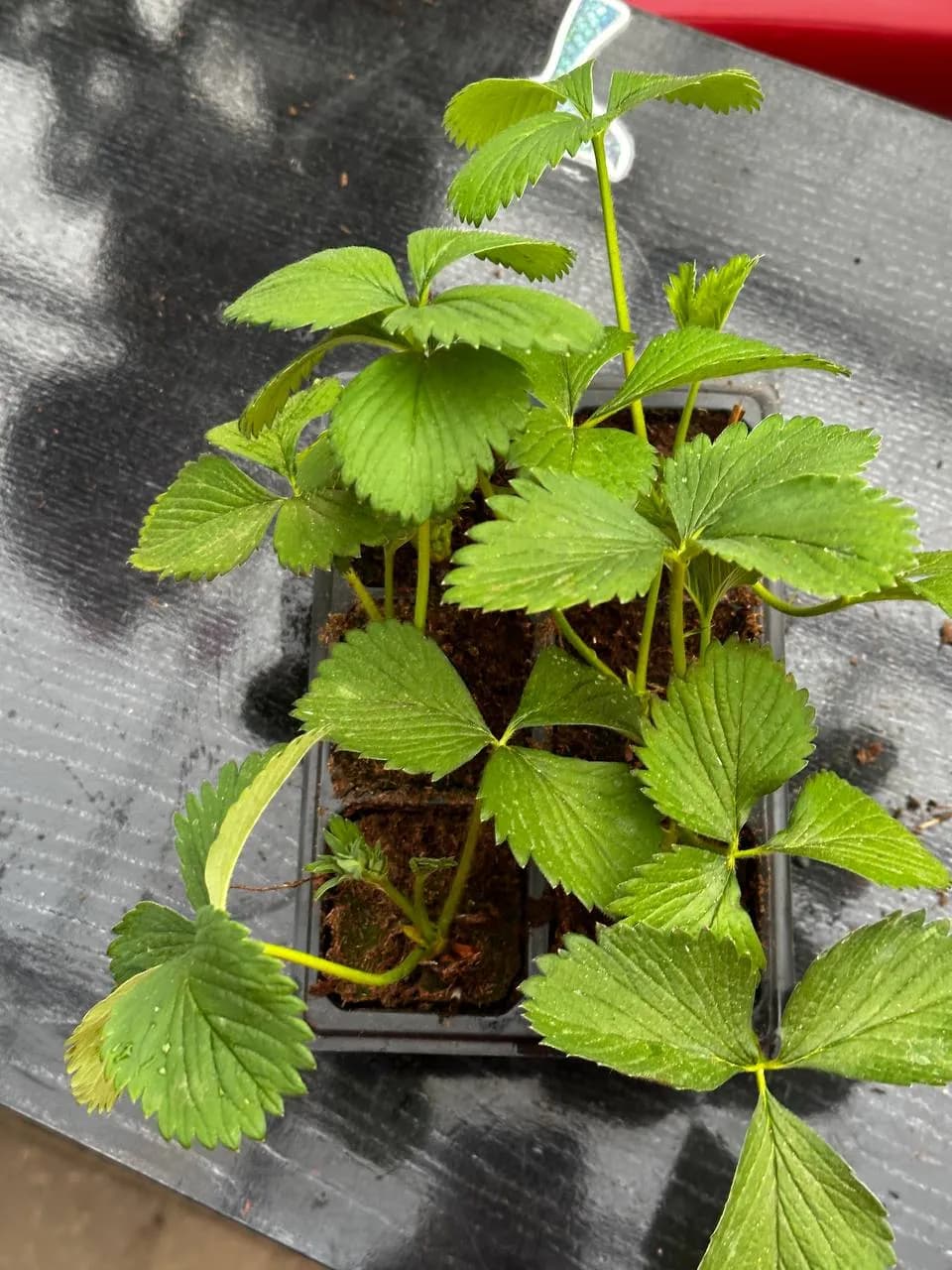 Фотография: 0867c8a9 bc6b 4319 b61d 0ed0e0f39fe3