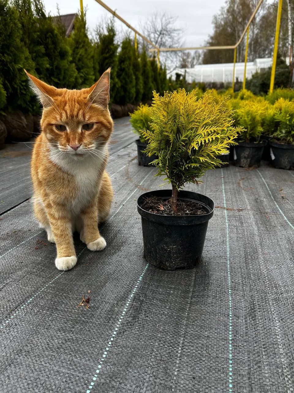 Фотография: 0f40f32b 9c01 4630 a54a ce2443b7c6ed