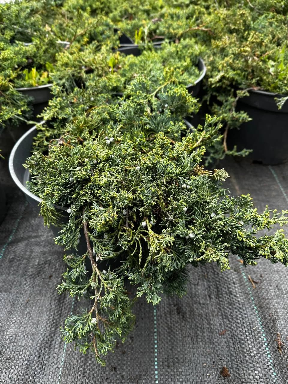 Фотография: 172267fe 638f 4440 92cc 27216e211652