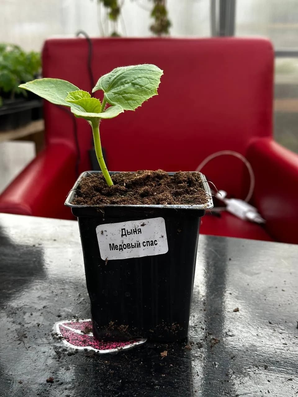 Дыня смесь, P9