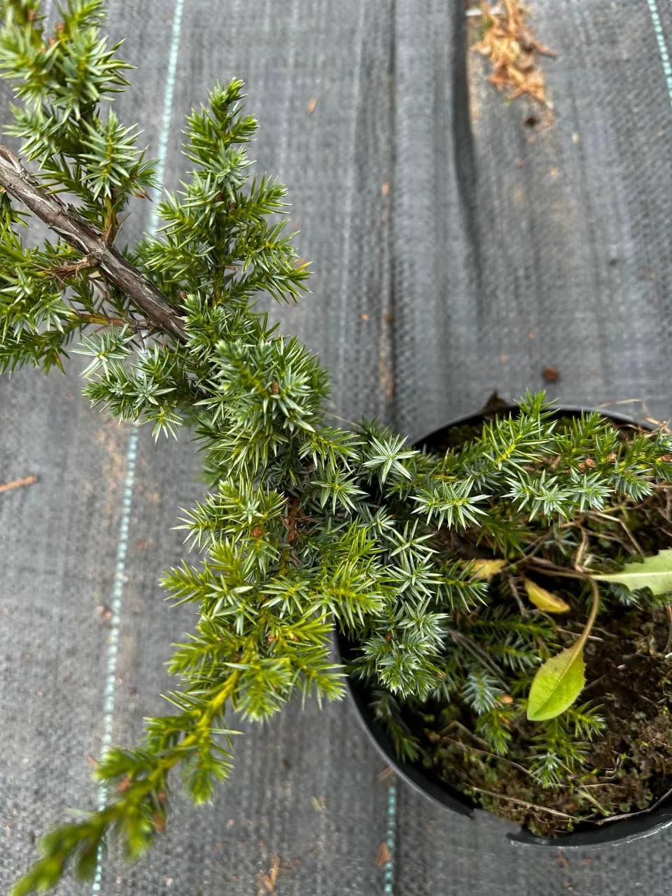 Можжевельник китайский "Блю Альпс"