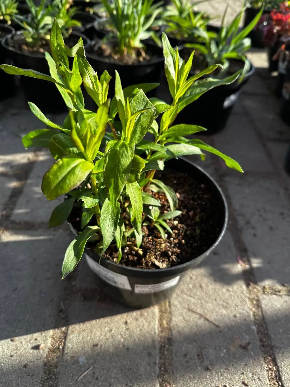 Флокс метельчатый Селена конт. 2-3 л