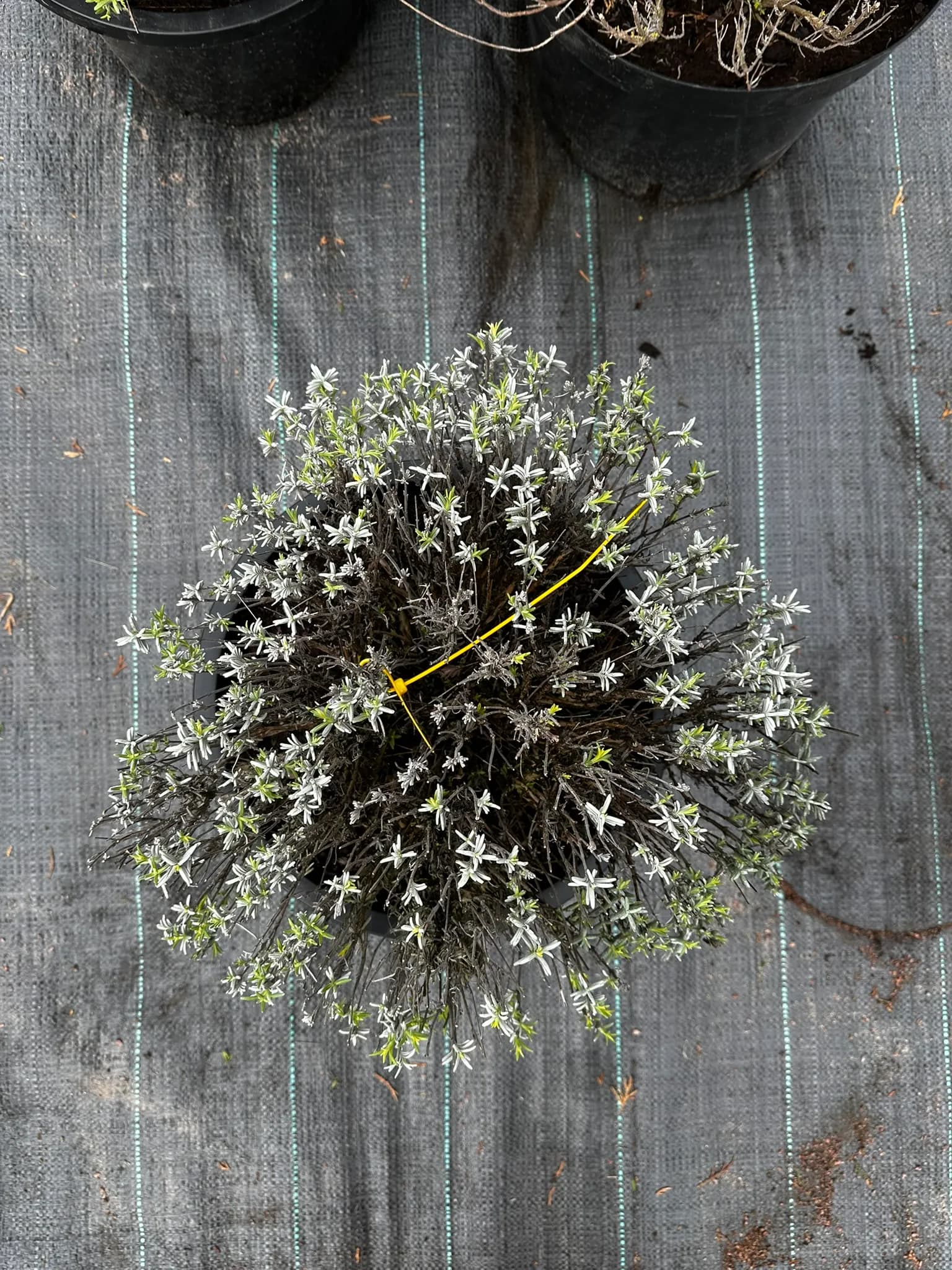 Лаванда узколистная "Хидкот"