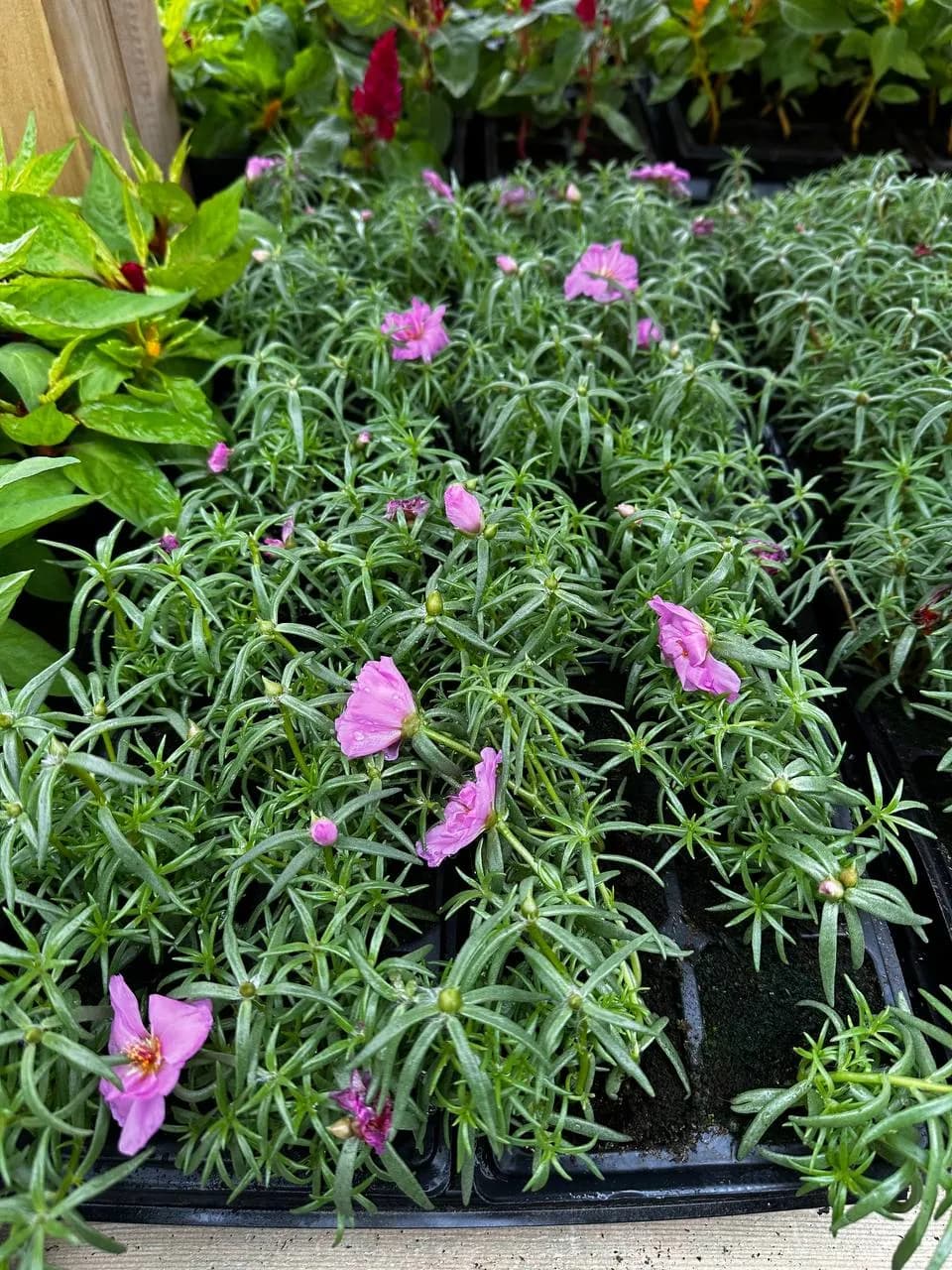 Портулак микс, Е6