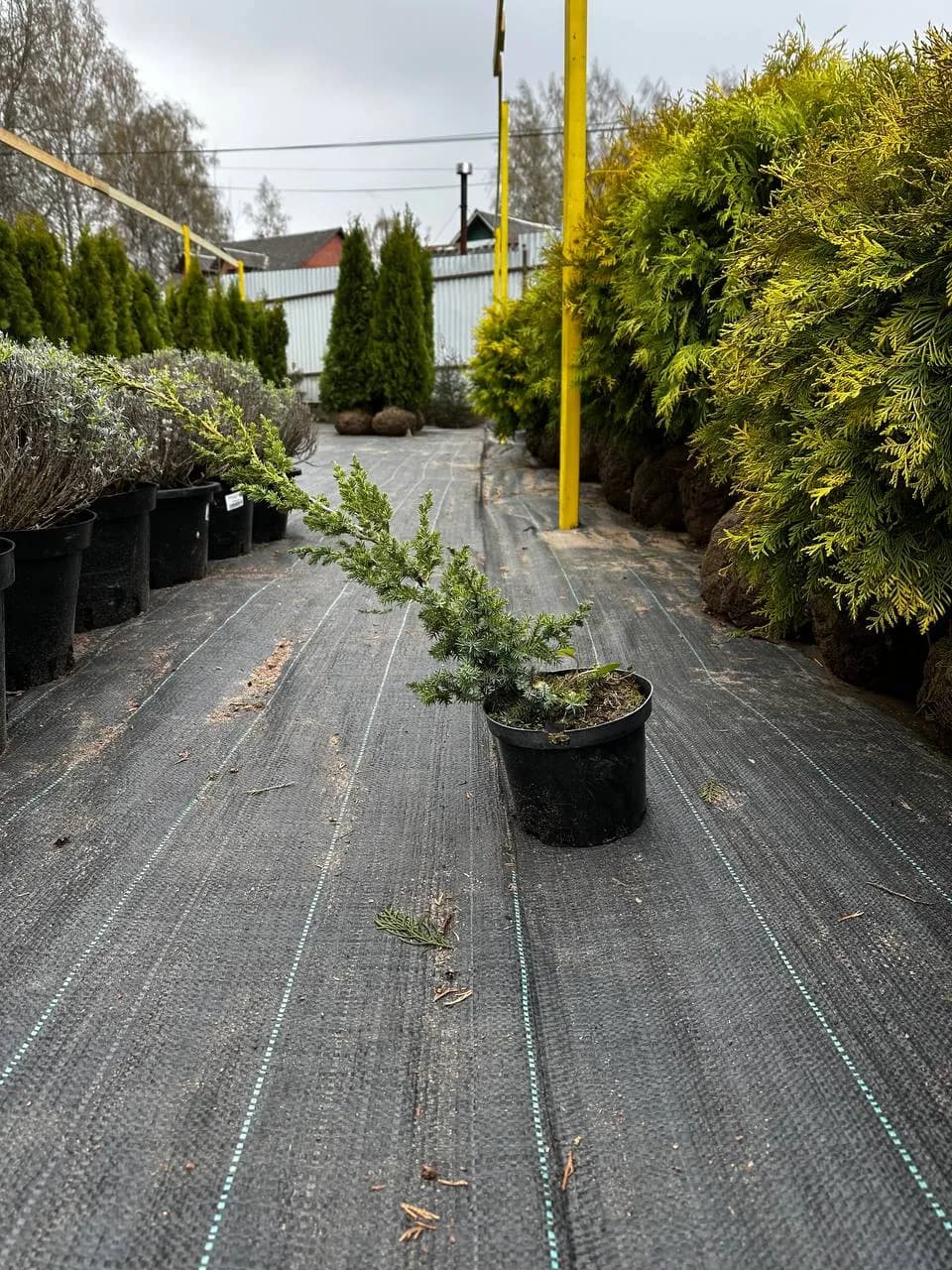 Можжевельник китайский "Блю Альпс"