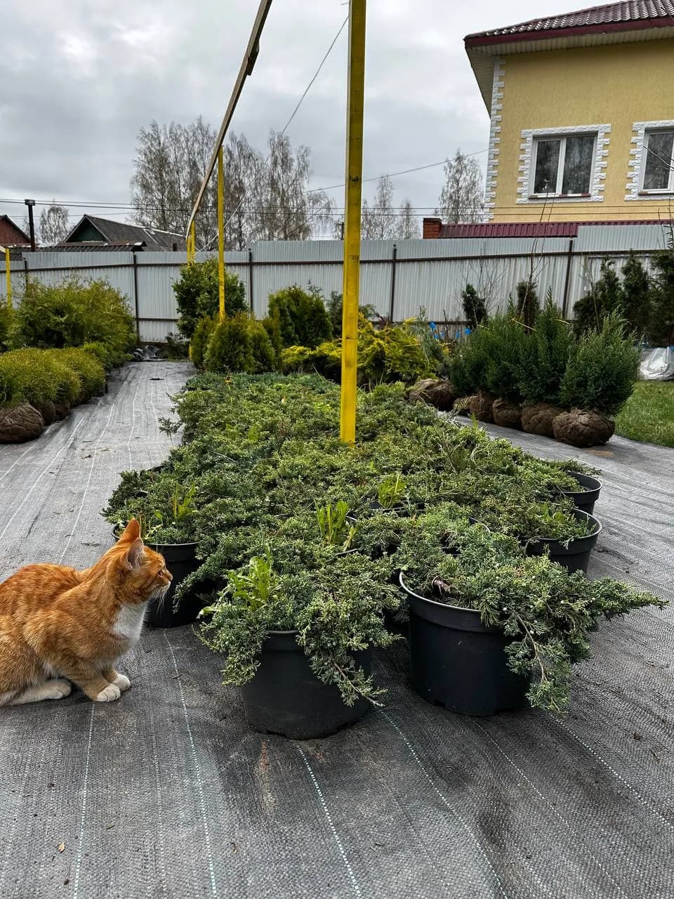 Можжевельник горизонтальный "Вилтони" 10-15