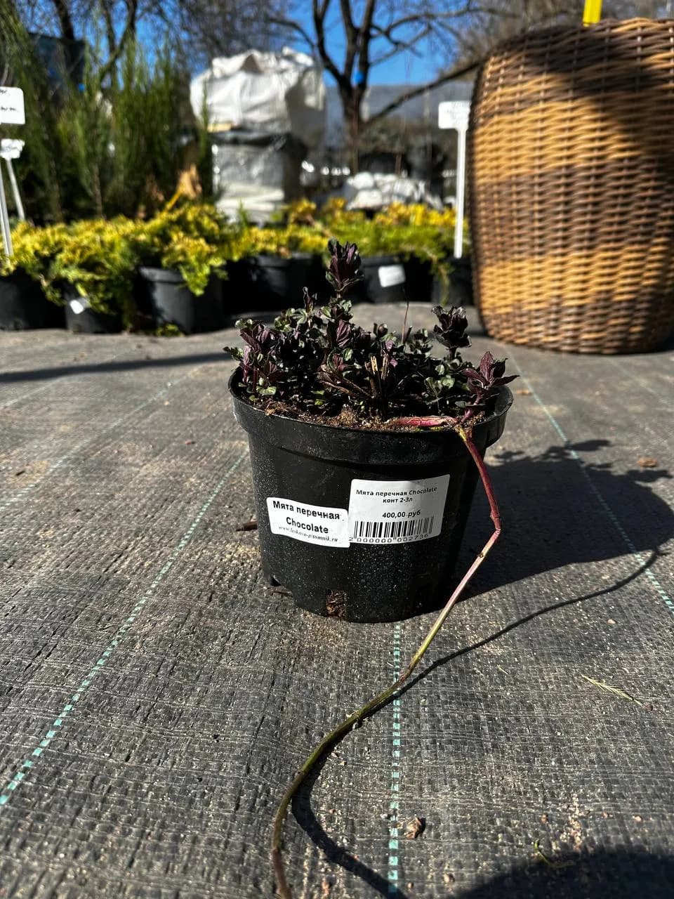 Мята перечная Chocolate конт 2-3л