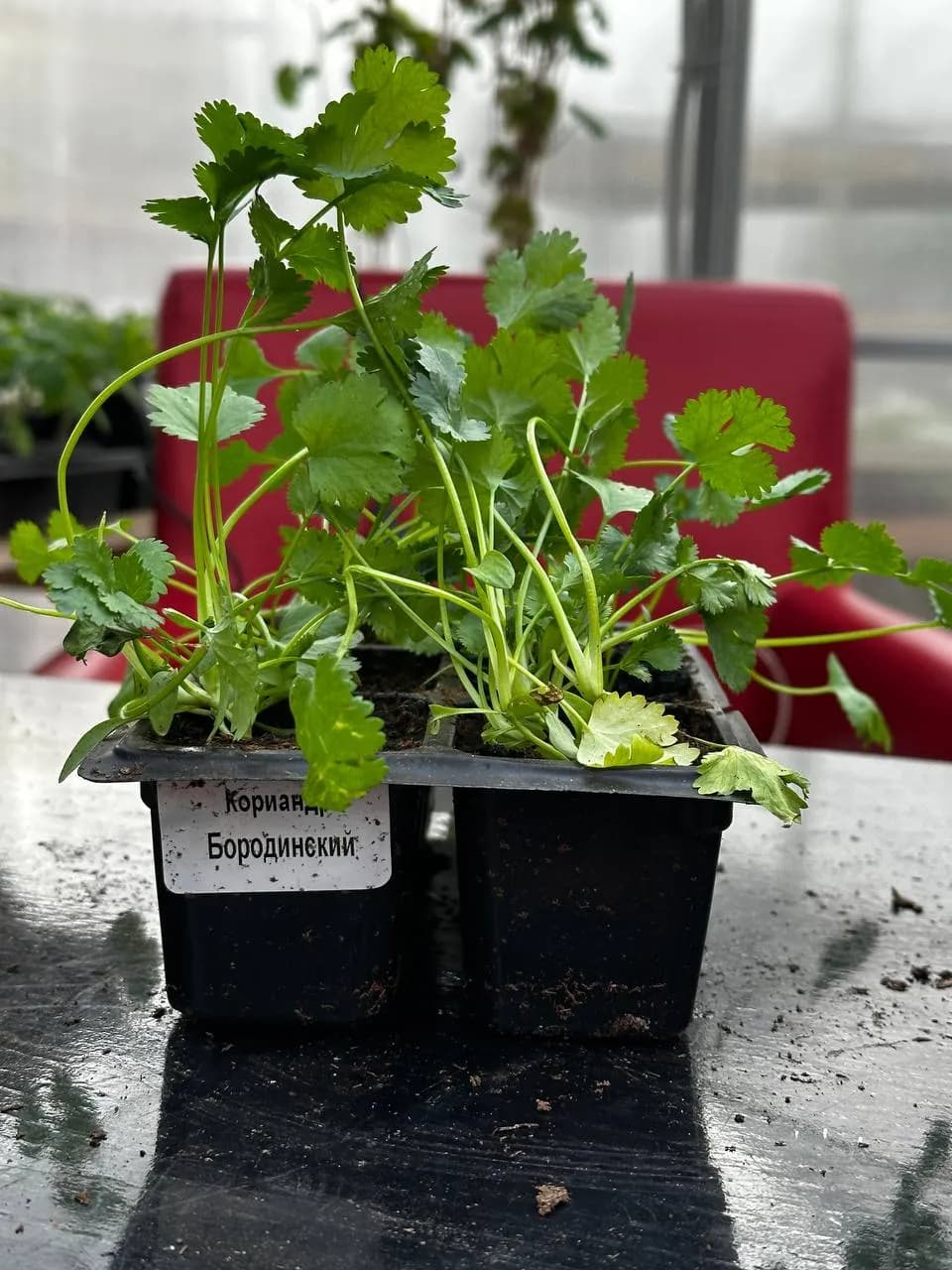 Кориандр(Кинза), Е6