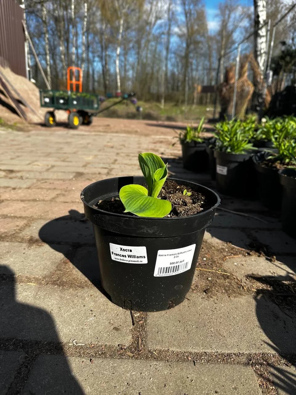 Хоста Frances Williams конт 2-3л