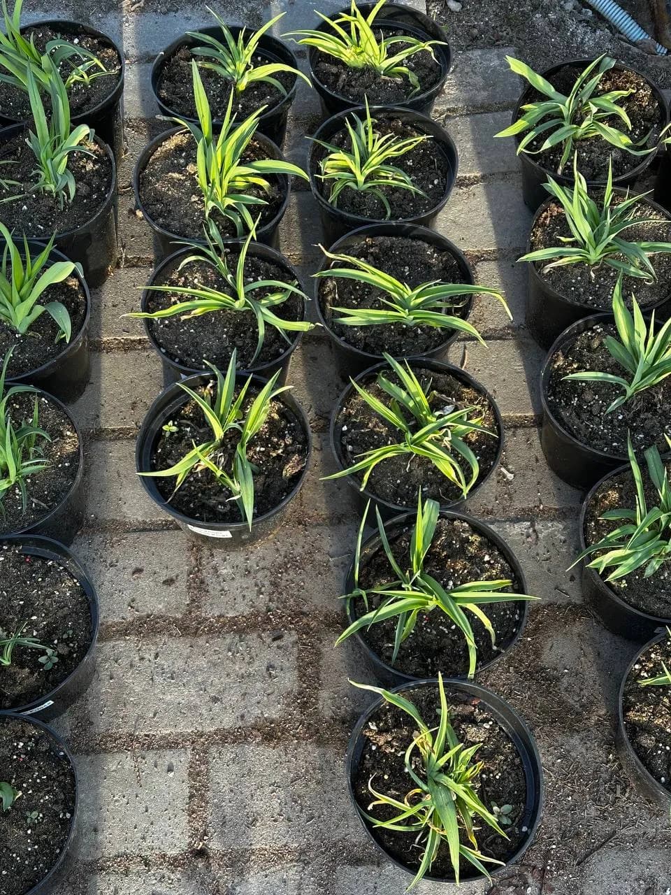 Лилейник Burbon Kings конт 2-3л