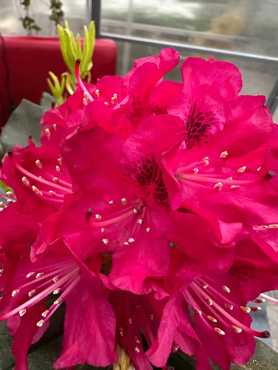 Рододендрон гибридный