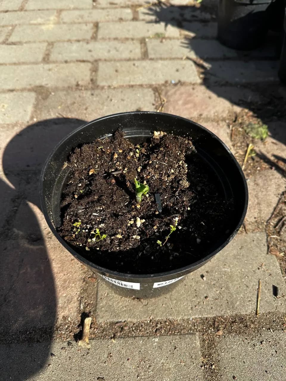 Хоста Elegans конт. 2-3л