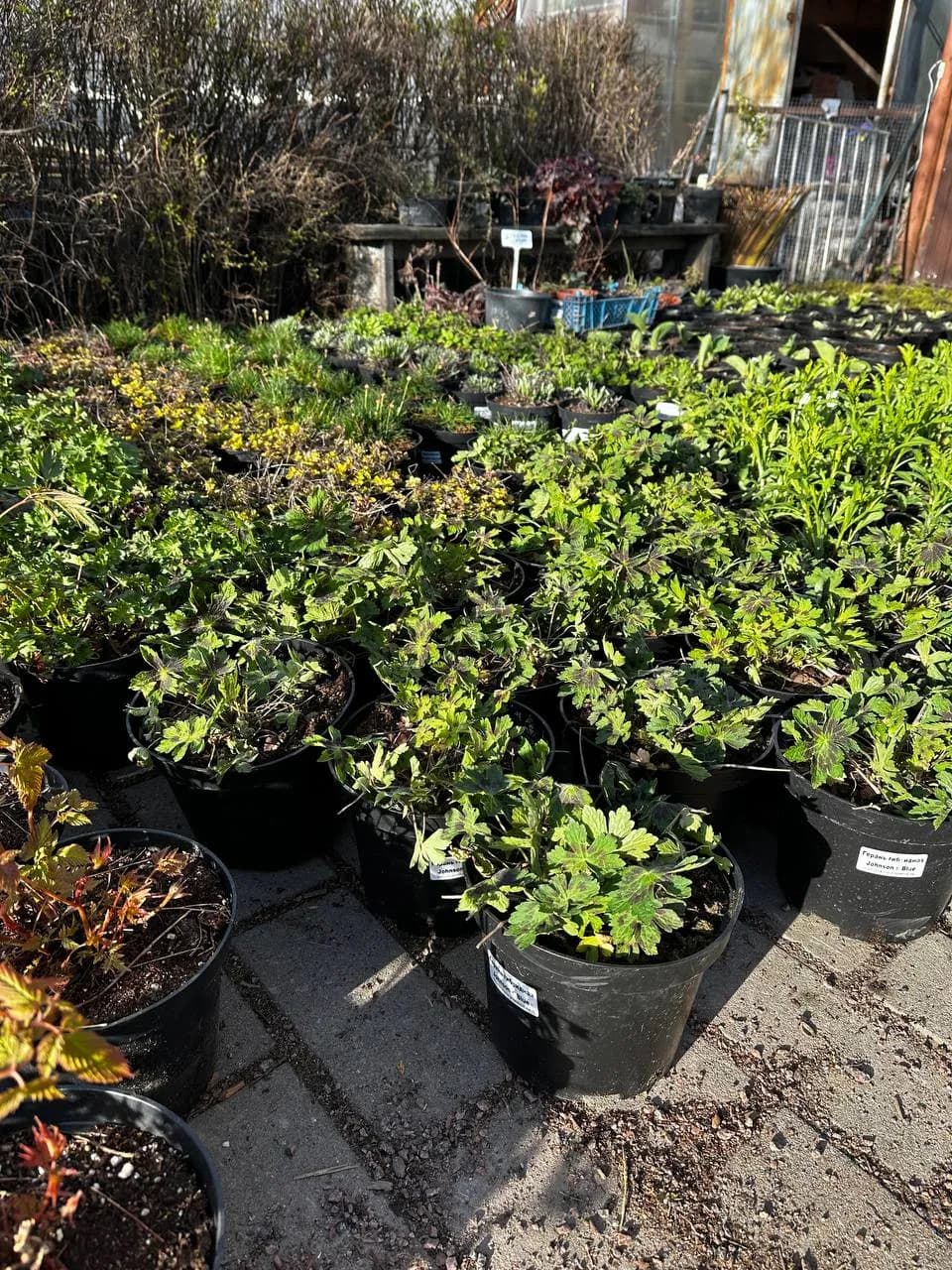 Герань кентабриджийская Biokovo конт. 2-3 л