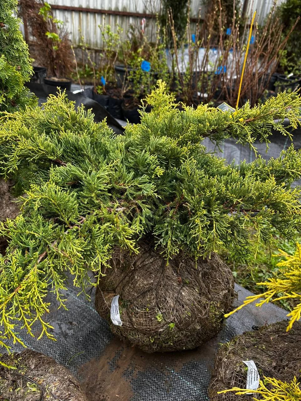 Можжевельник средний "Олд Голд"