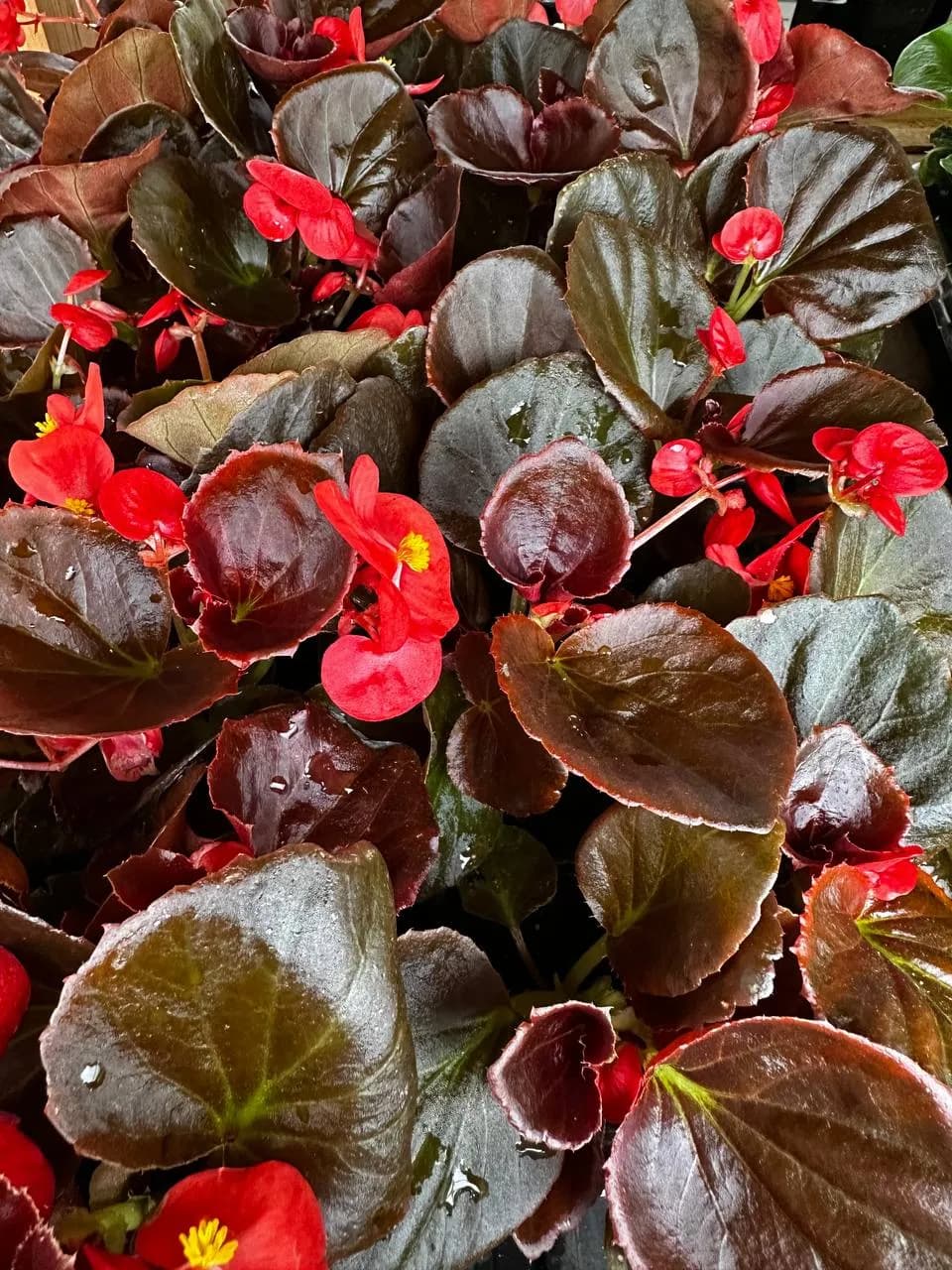 Бегония вечноцветущая микс, Е6