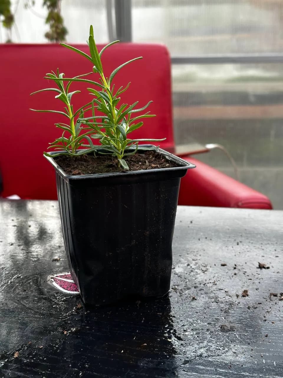 Розмарин микс, P9