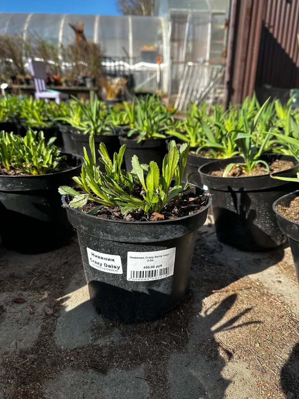 Нивяник Crazy Daisy конт 2-3л