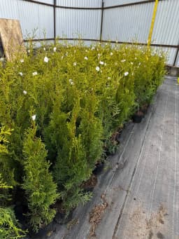 Туя западная "Смарагд"