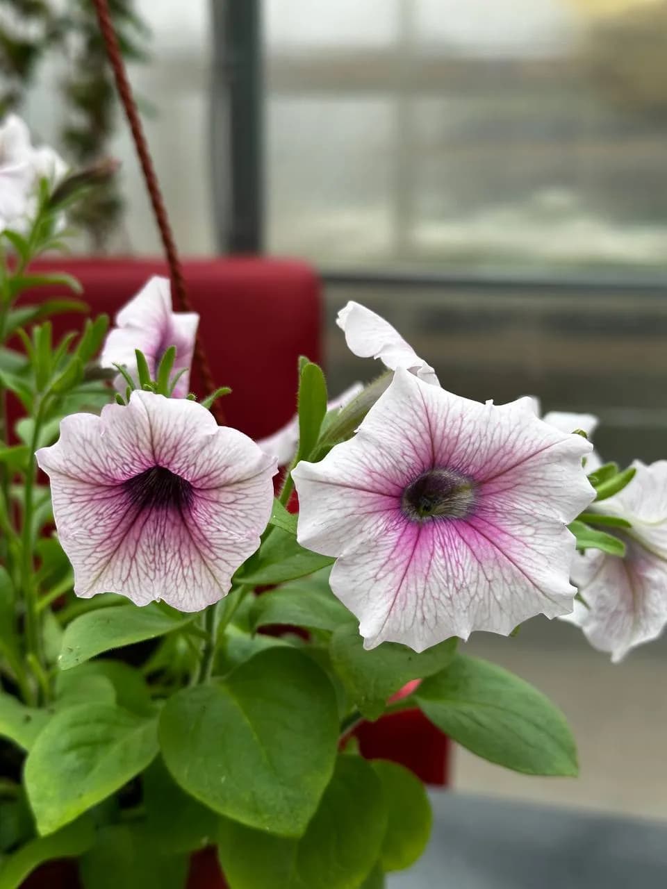 Петуния Смесь, кашпо D16