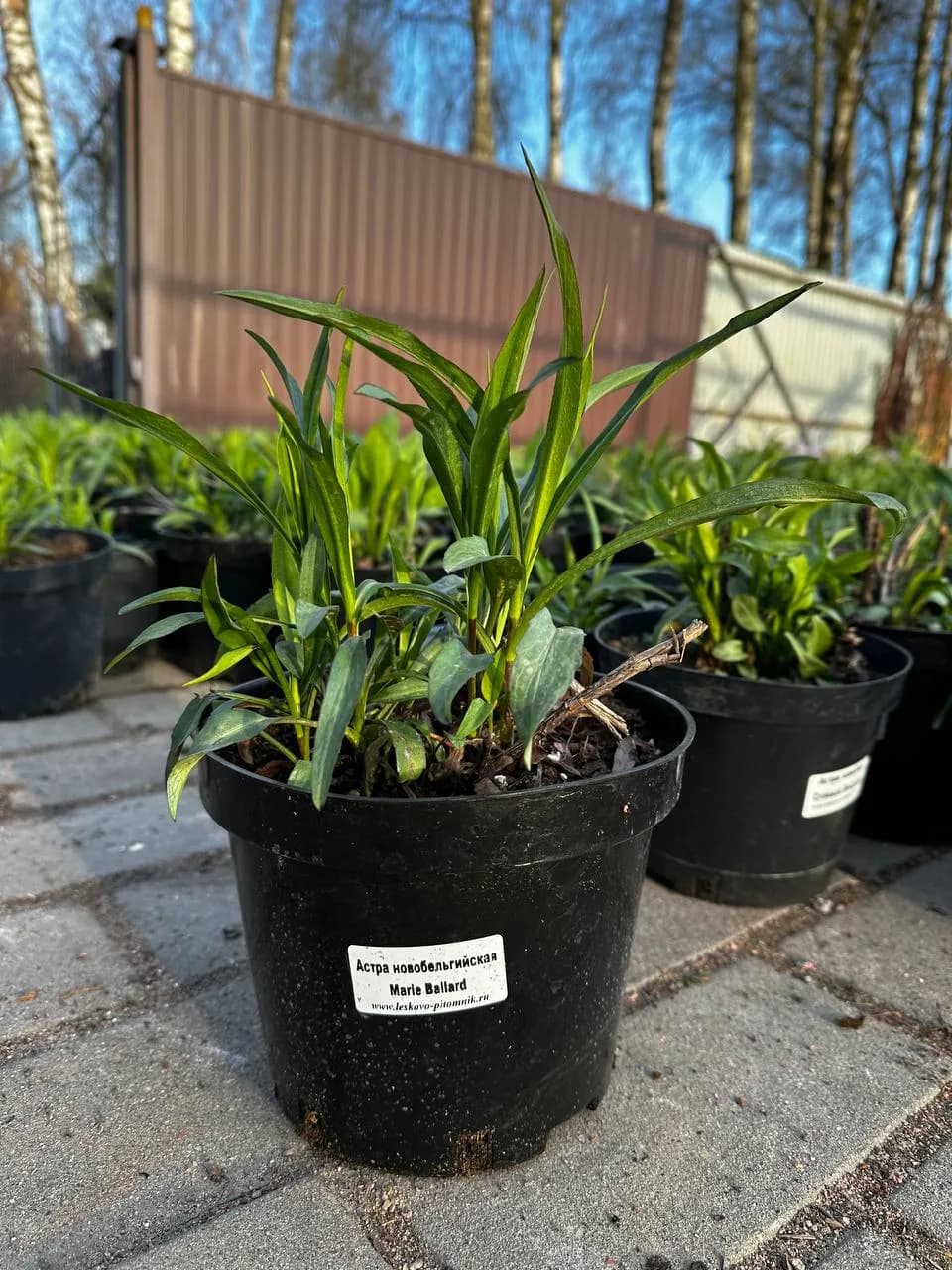 Астра ново-бельгийская Marie Ballard конт 2-3л