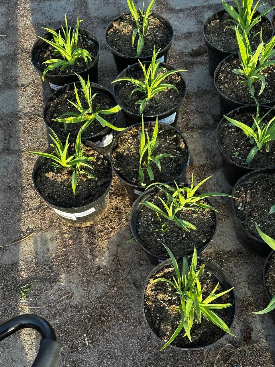 Лилейник Strawberry Fields Forever конт 2-3л