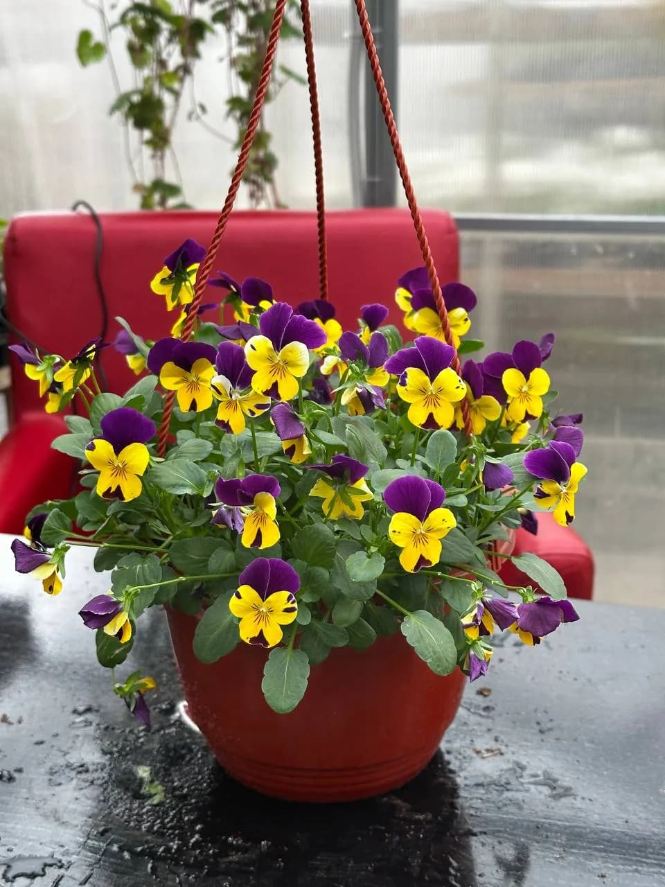 Виола ампельная смесь, кашпо D16