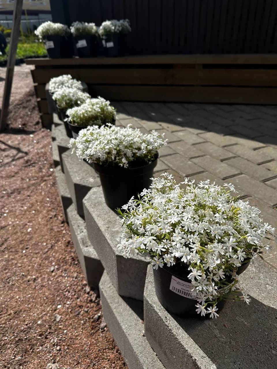 Флокс Дугласа White Admiral ( белый ) конт. 2-3л