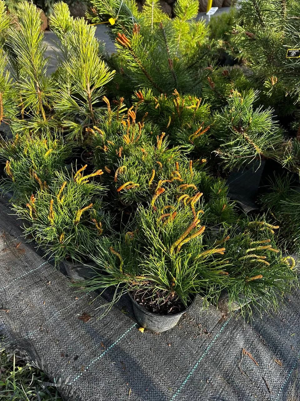 Сосна горная "Мугус" 20-30