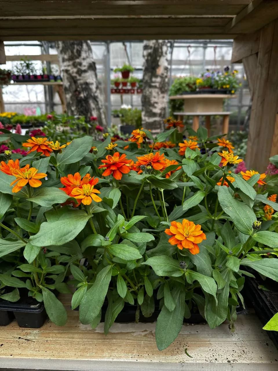 Цинния Смесь,Е6