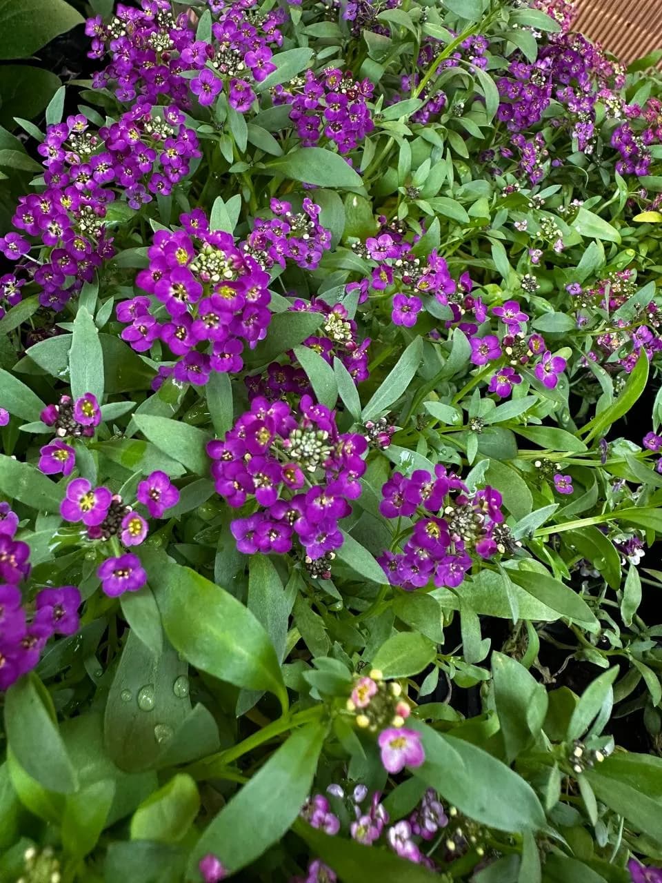 Алиссум Микс, Е6