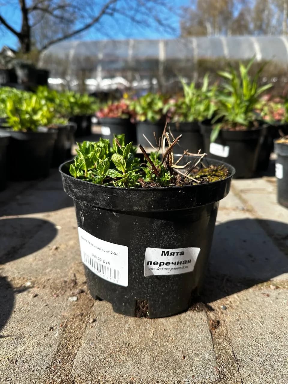 Мята перечная конт 2-3л