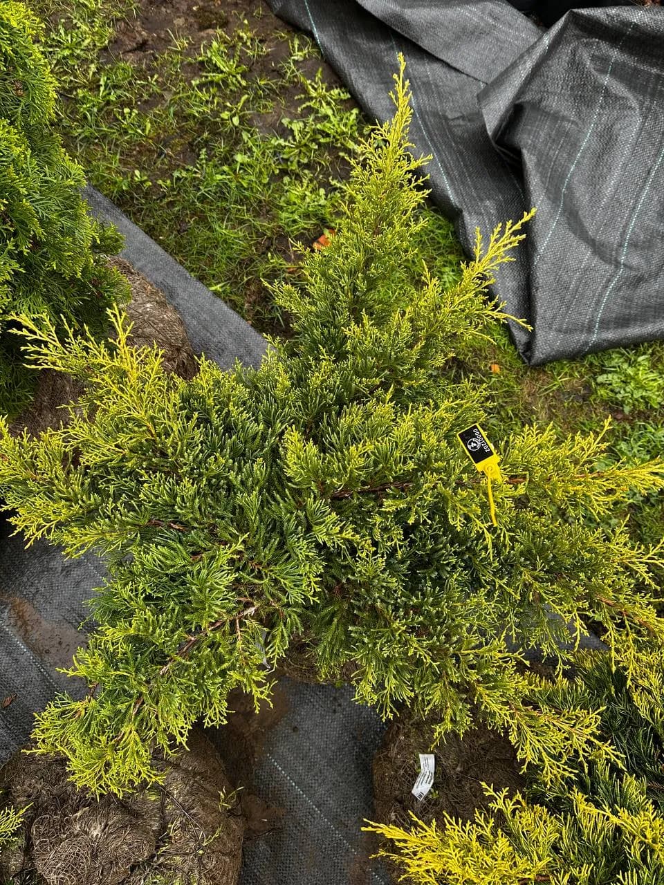 Можжевельник средний "Олд Голд"