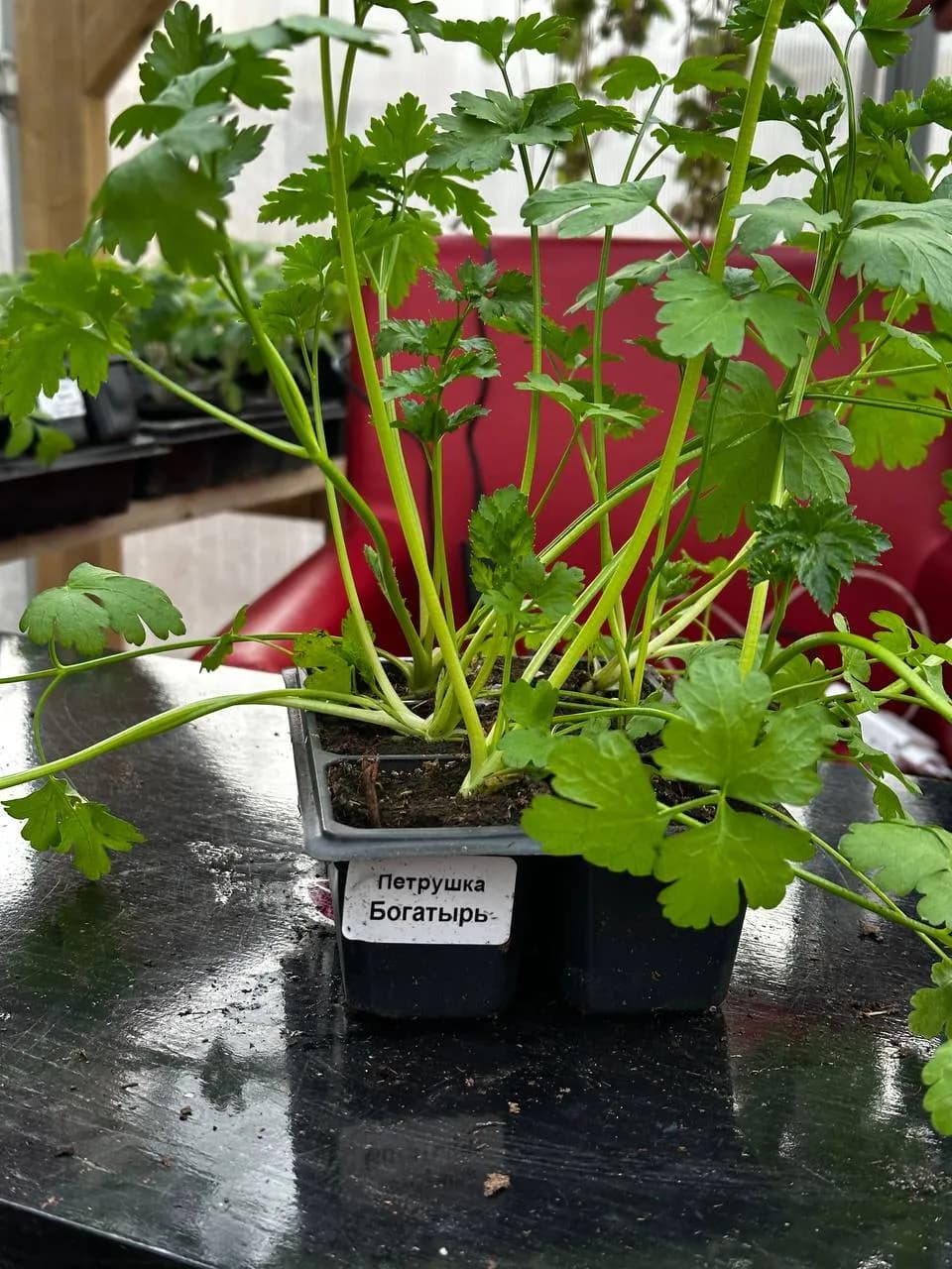 Петрушка, E6