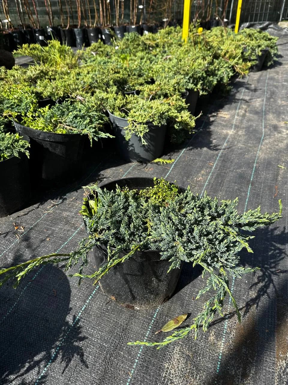 Можжевельник Холгер С5