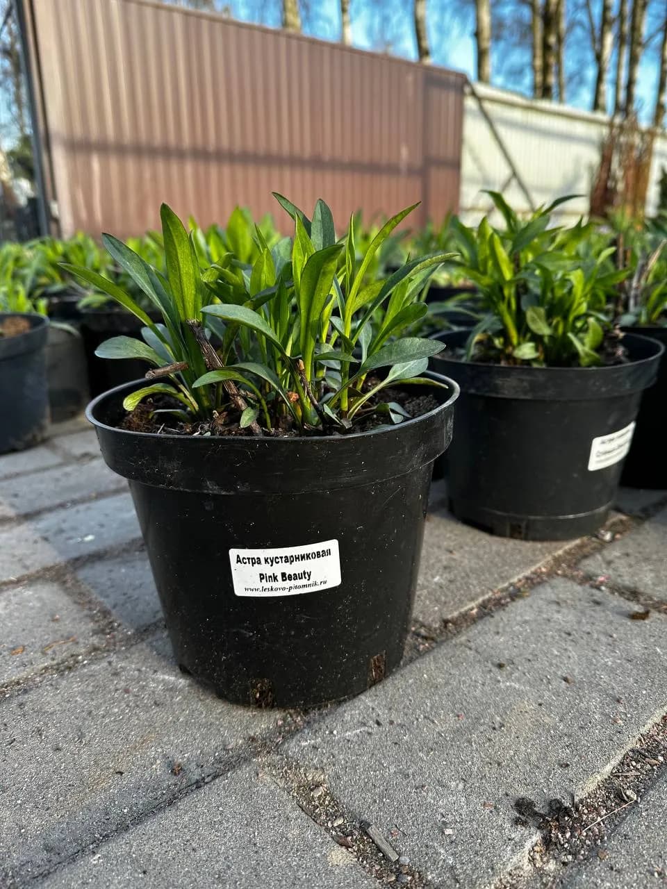 Астра кустарниковая Pink Beauty конт 2-3л