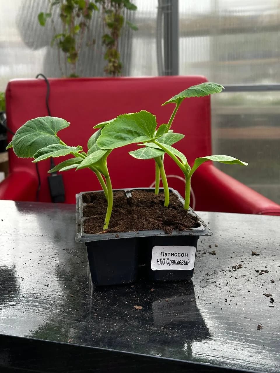 Патиссон, E6