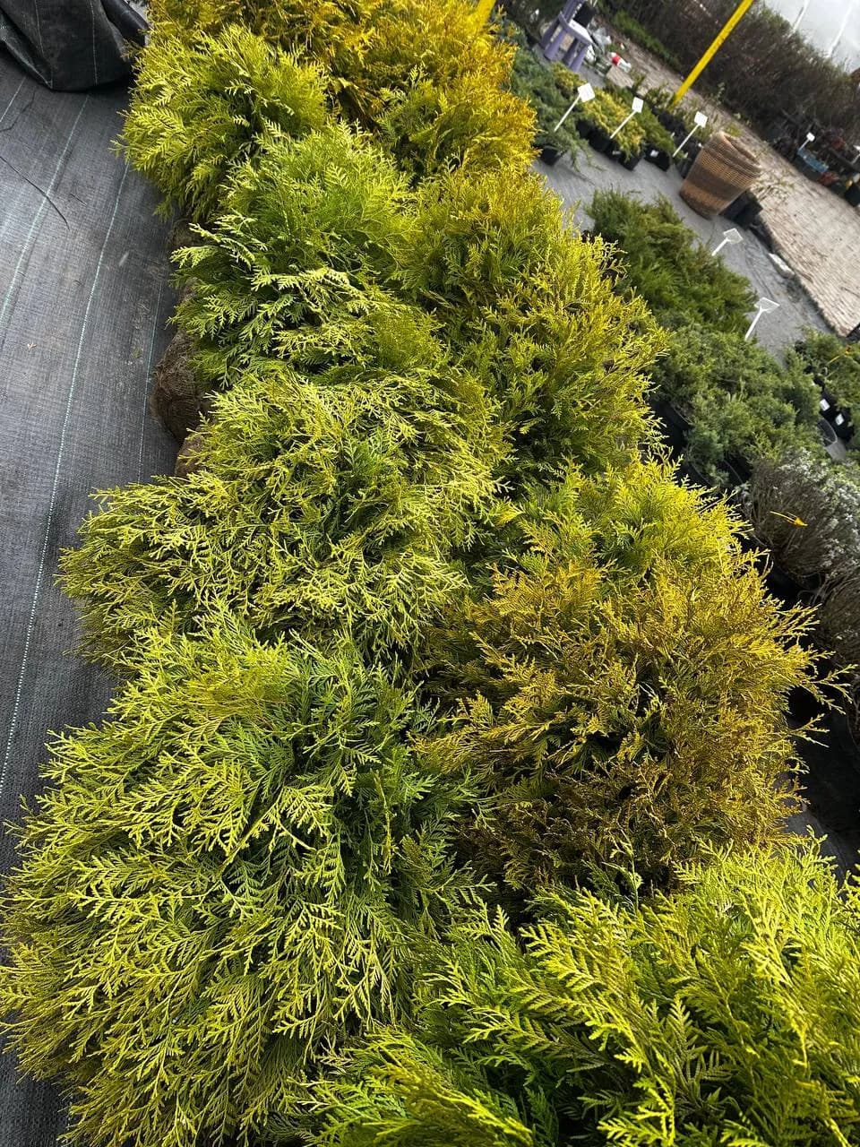 Туя западная "Глобоза Аурея" 80-100