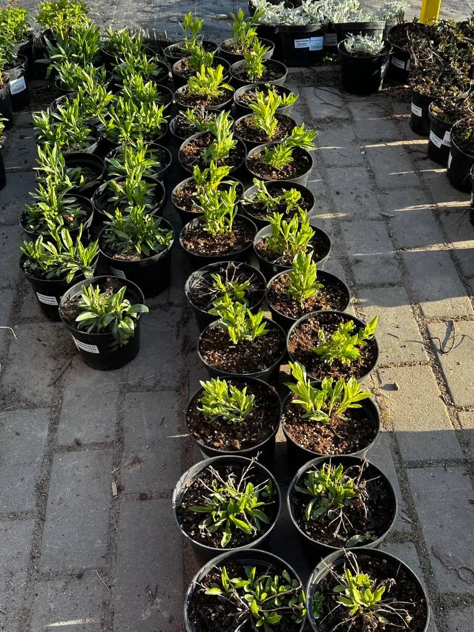 Калимерис надрезанный Blue Star конт 2-3л