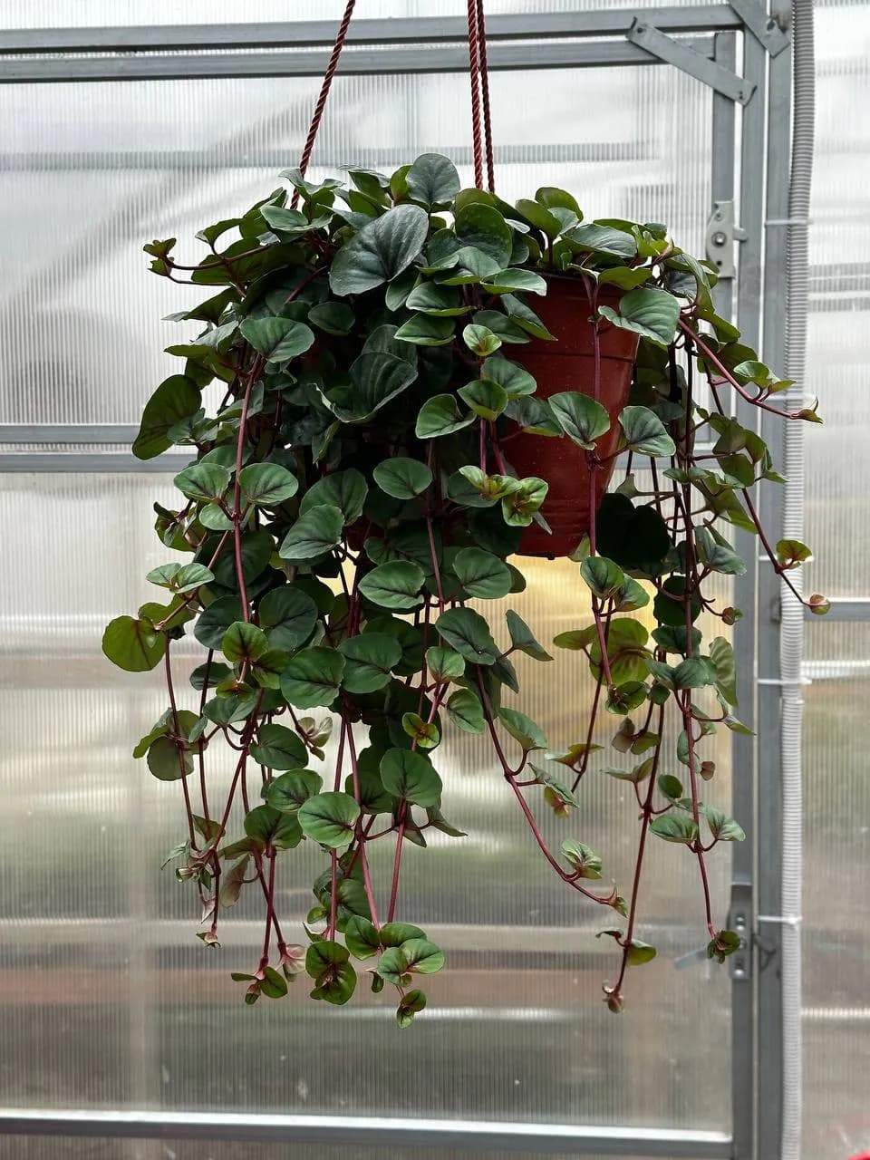 Лизимахия D21