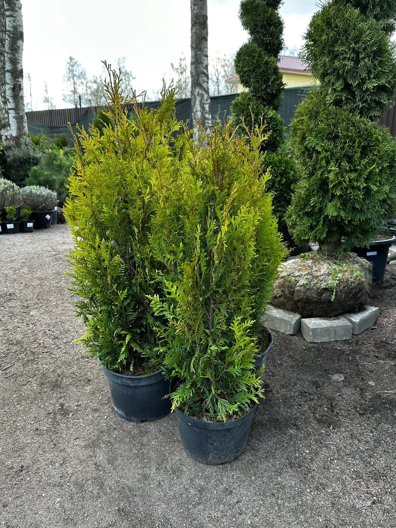 Туя складчатая "Курник"