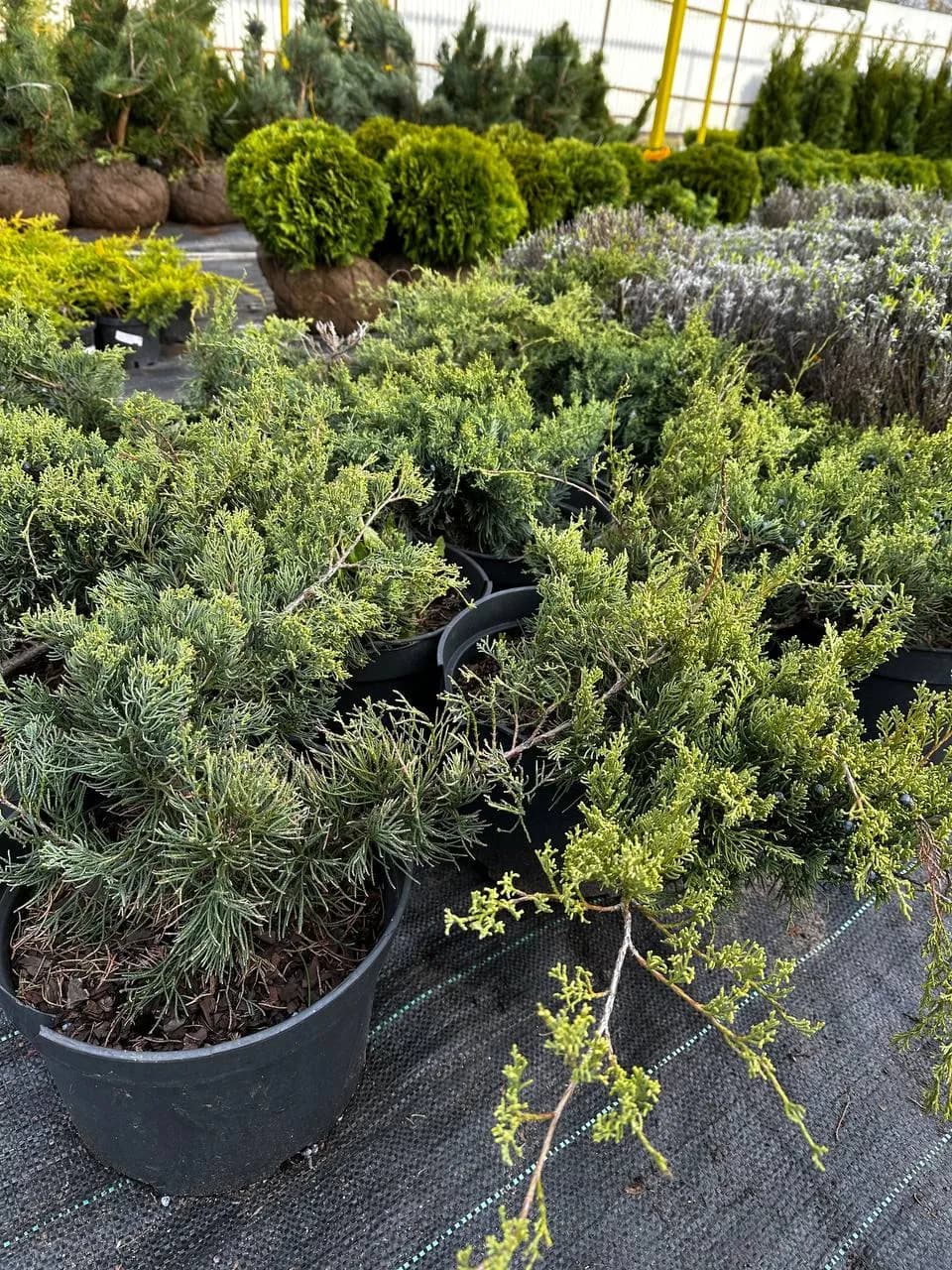 Можжевельник средний "Пфитцериана Глаука"