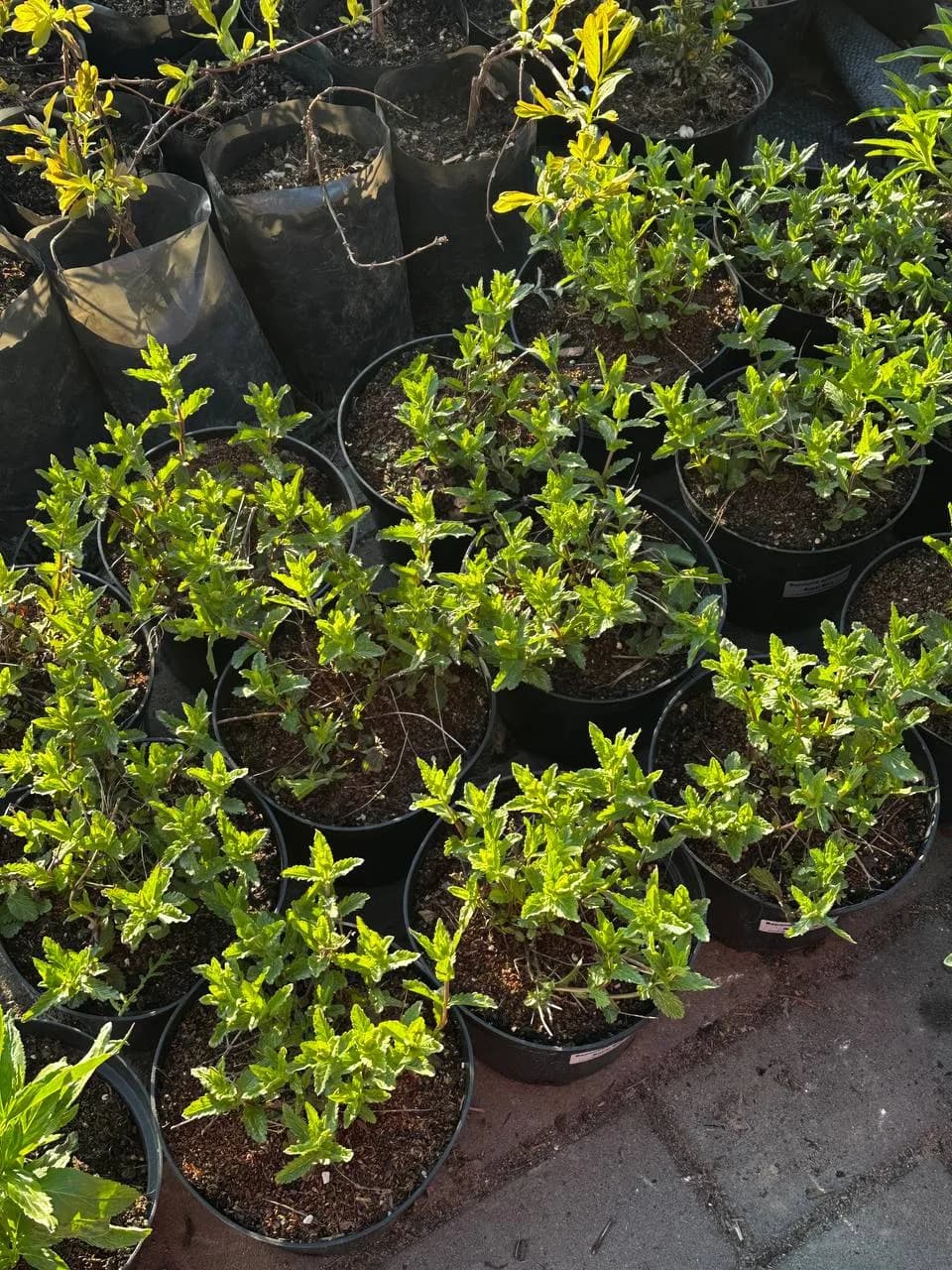 Вероника австрийская Royal Blue конт 2-3л