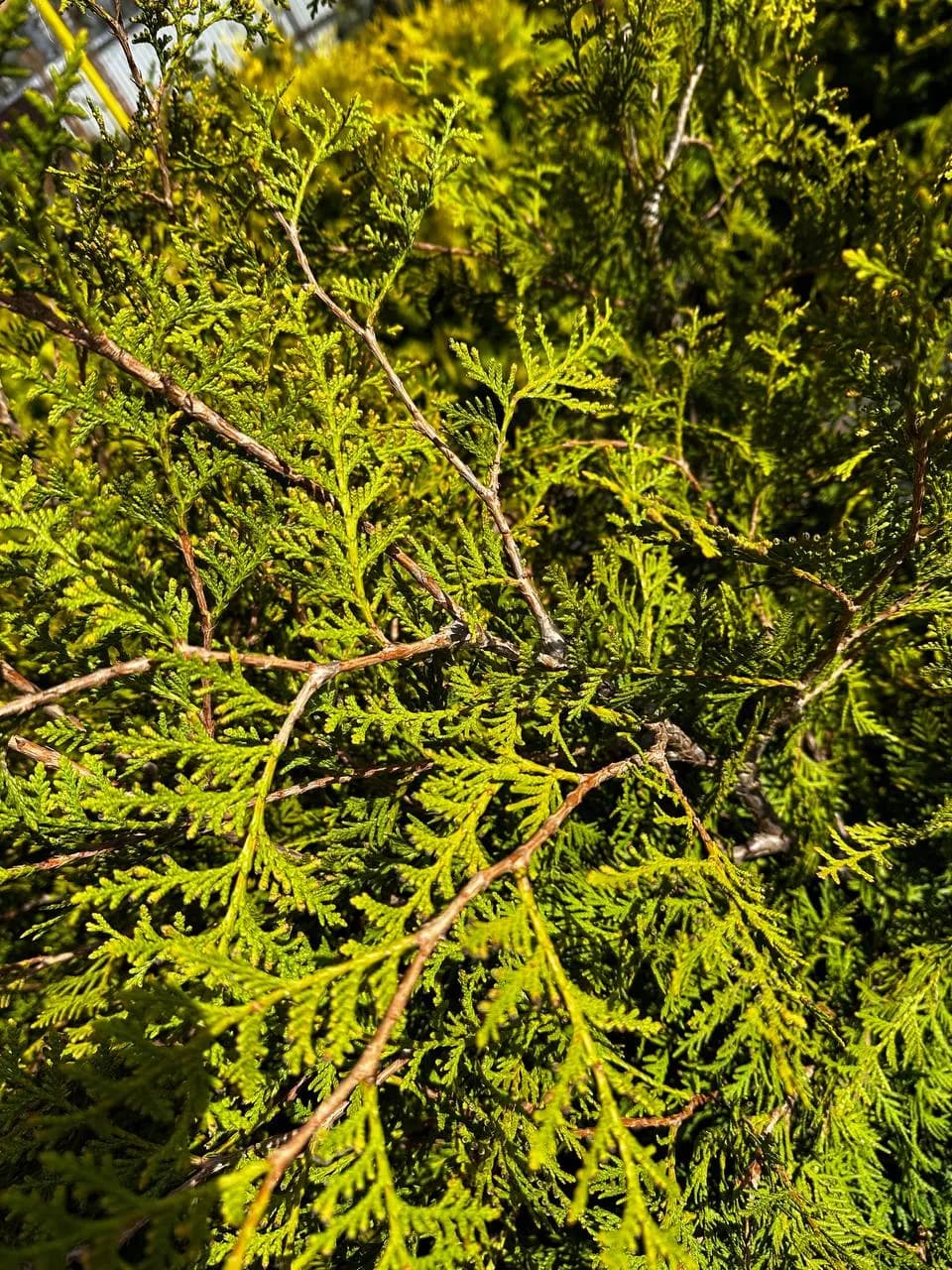 Туя западная "Вареана Лютесценс"