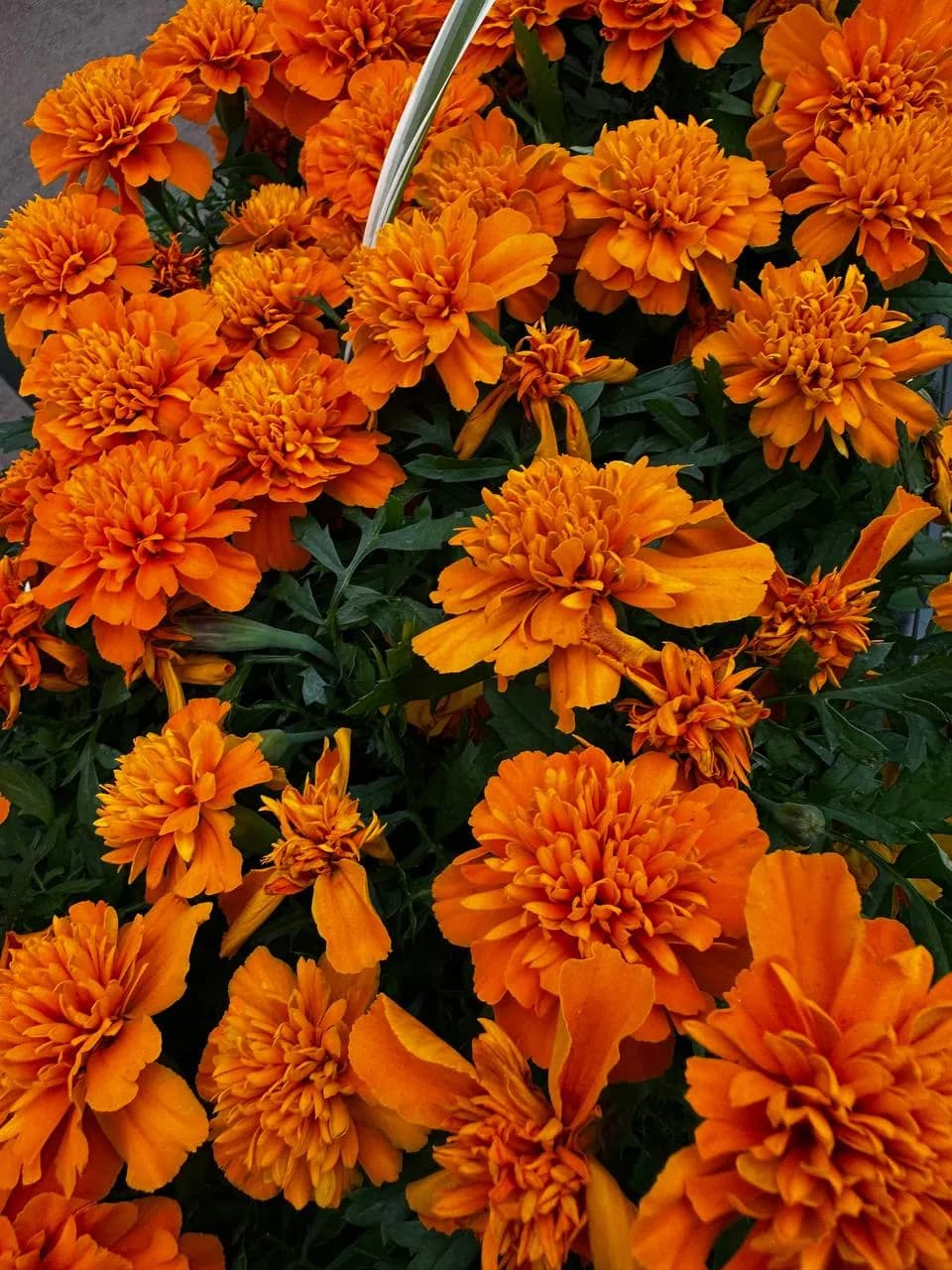 Бархатцы отклоненные Е6