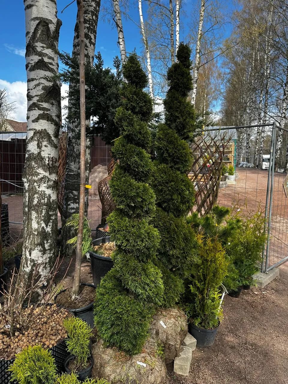 Туя западная  "Смарагд" стрижка спираль В 180-200