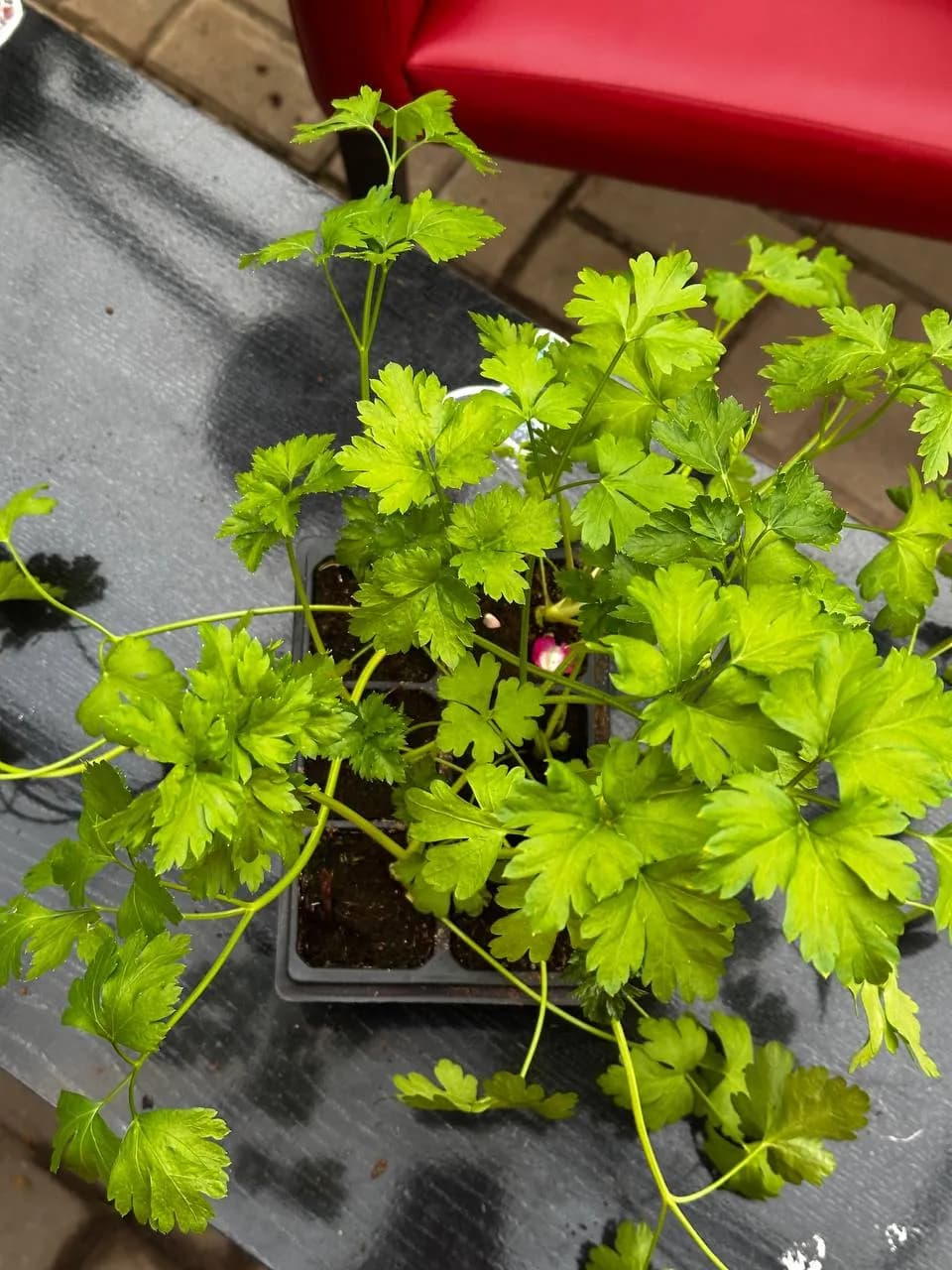 Петрушка, E6