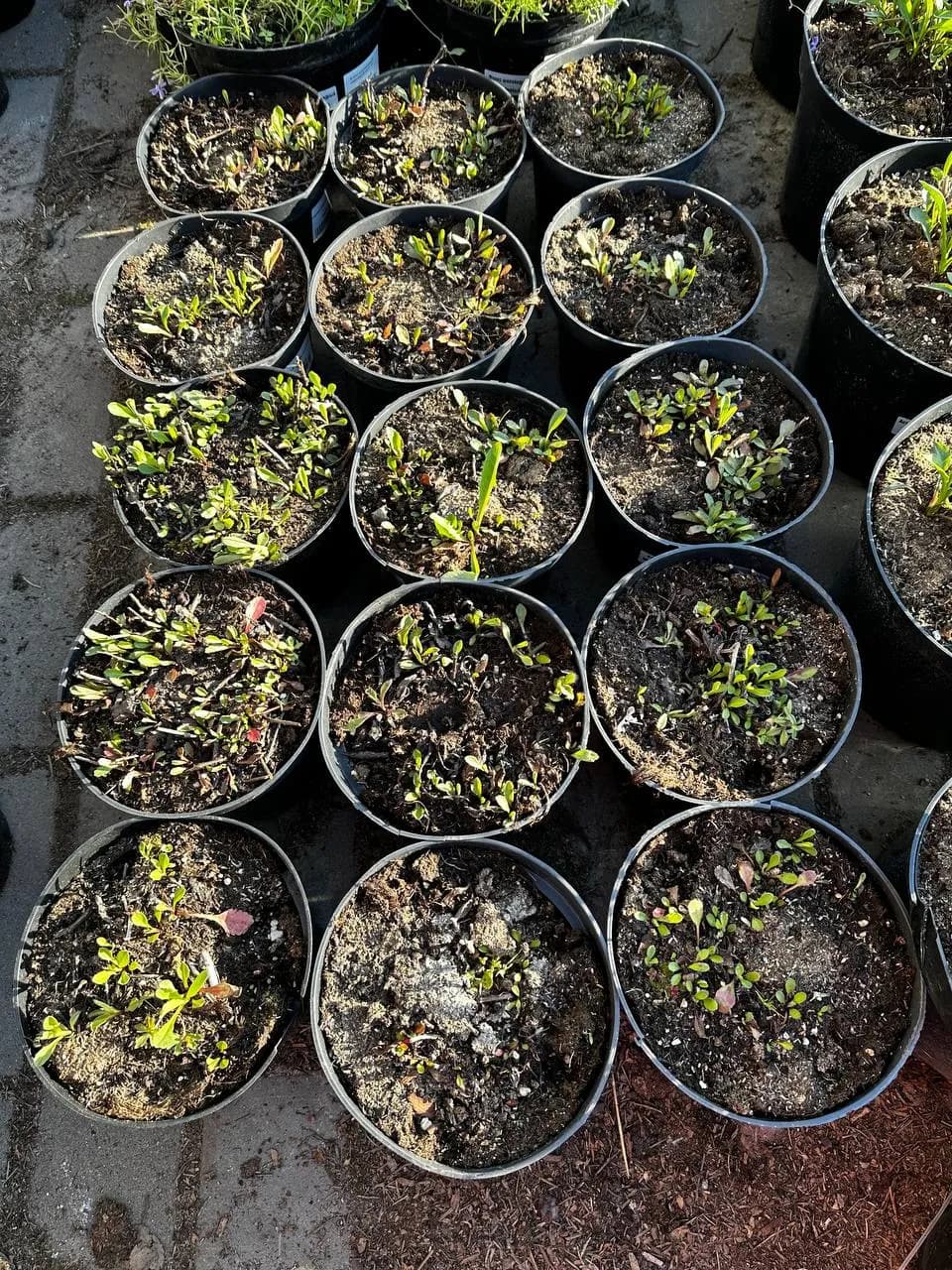 Нивяник Brightside конт 2-3л